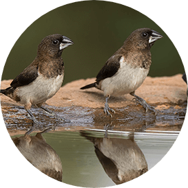 wandelcoaching Rotterdam